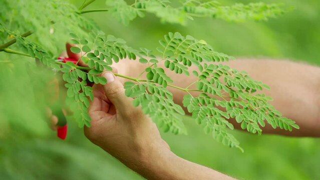 Moringa cultivation